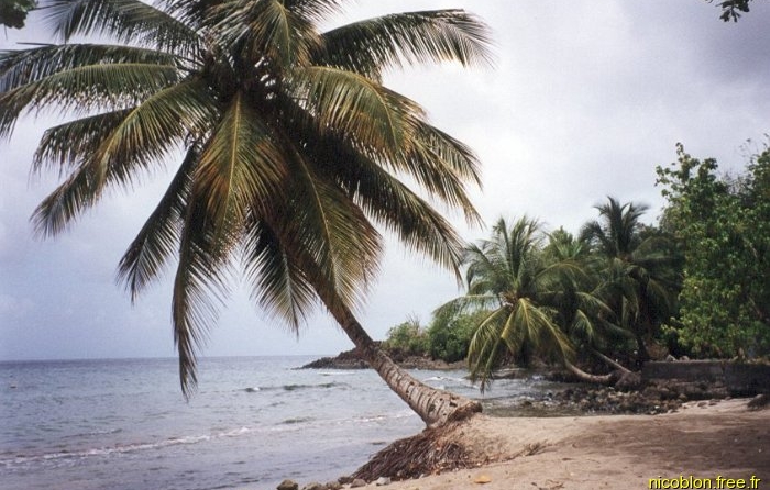 Anse Figuier
