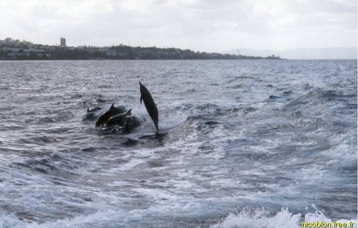 dauphins