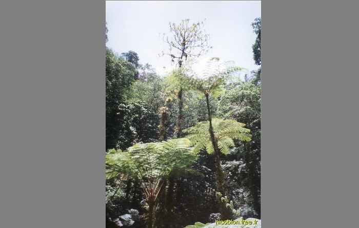 forêt tropicale