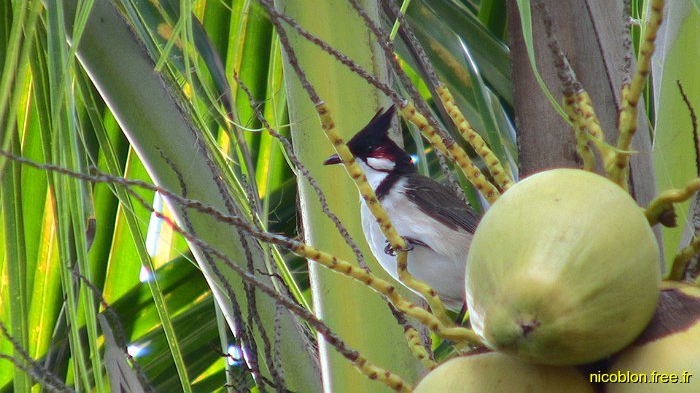 bulbul orphée