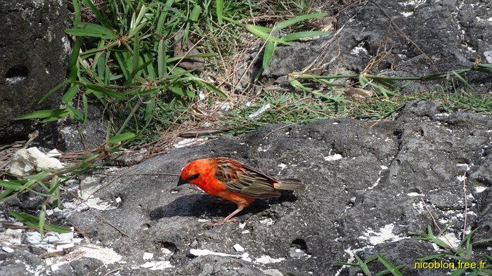 faudi rouge