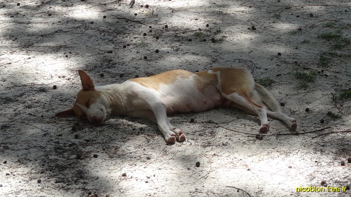 un chien qui se relaxe