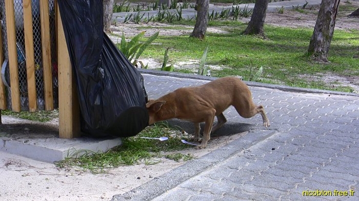 un chien à la recherche de nourriture