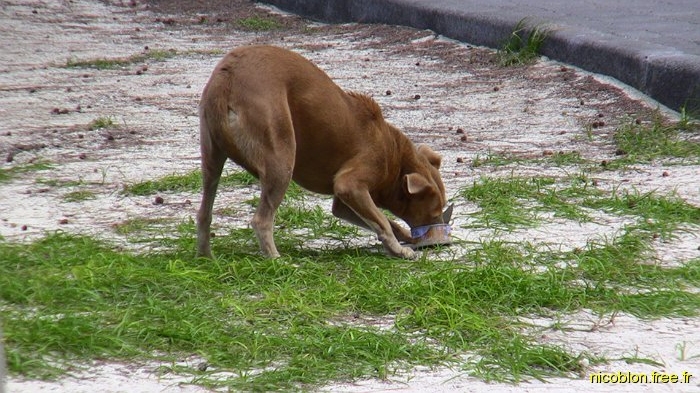 un chien qui finit les restes