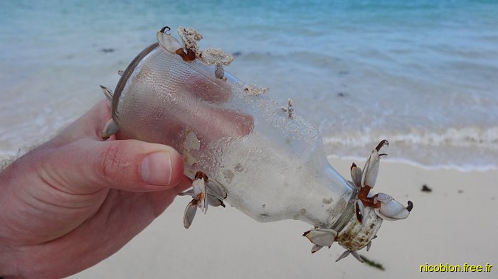 des pousse-pieds (anatife) sur une bouteille retrouvés sur la plage