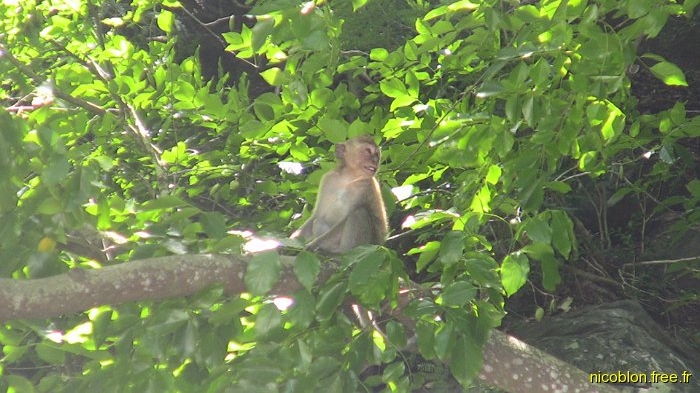 un macaque