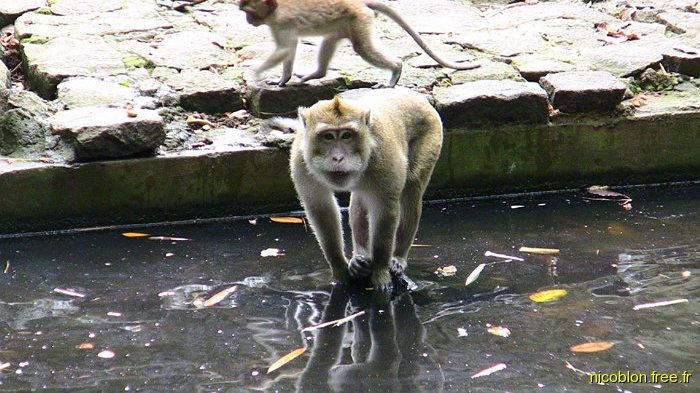 un macaque