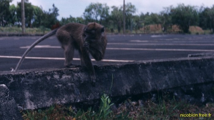 un macaque