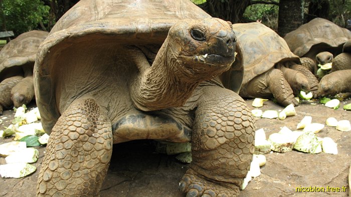 tortue de terre géante