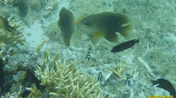 poissons dans les coraux du lagon