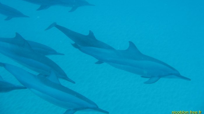 dauphins à nez long