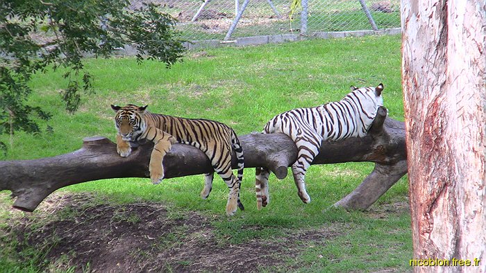 jeunes tigres