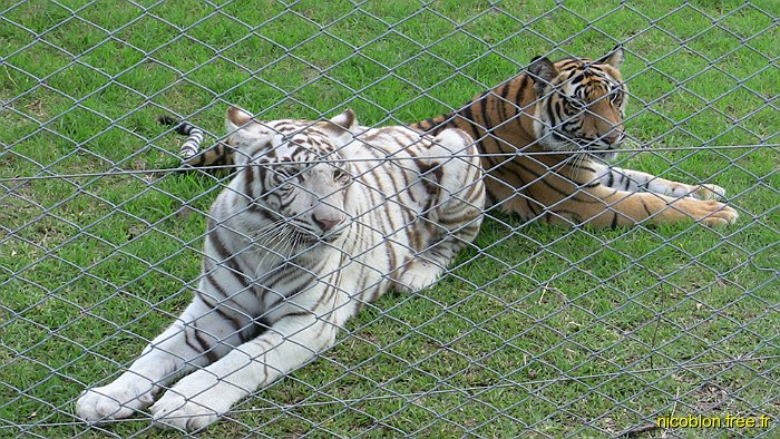 jeunes tigres