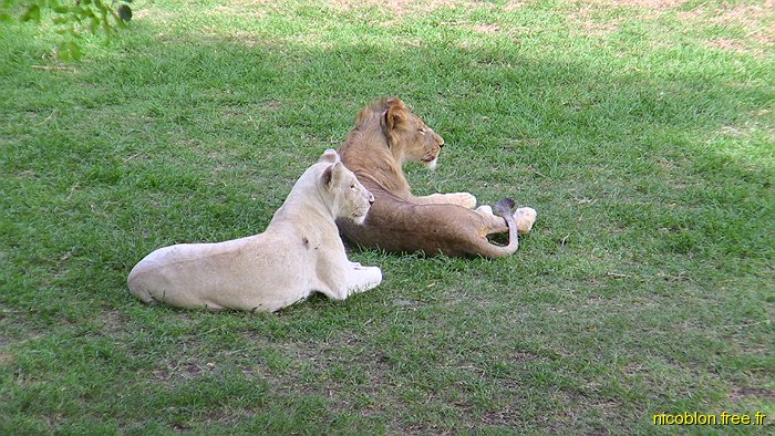 lionne et lion