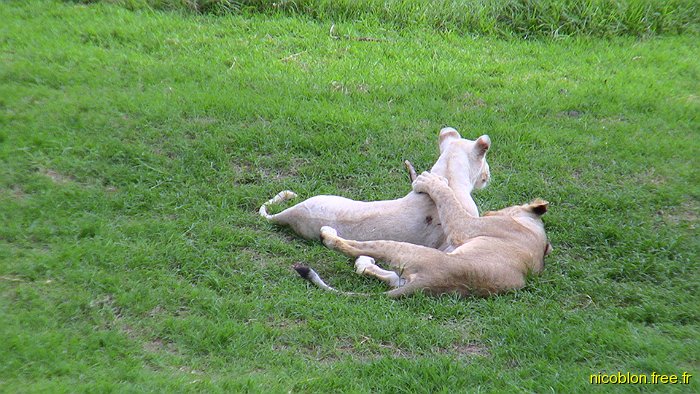 lionne et lion