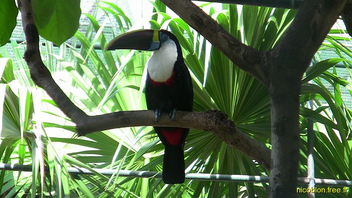 toucan