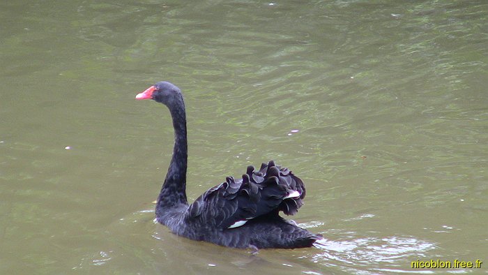 cygne noir