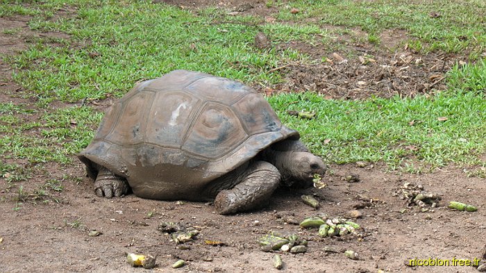 tortue géante